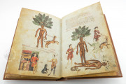 Medicina Antiqua, Codex Vindobonensis 93 - Österreichische Nationalbibliothek (Vienna, Austria) − Photo 20