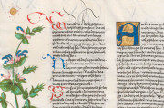 Ambras Book of Heroes, Vienna, Österreichische Nationalbibliothek, Cod. Ser. n. 2663 − Photo 6