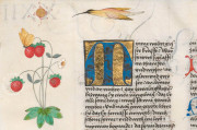 Ambras Book of Heroes, Vienna, Österreichische Nationalbibliothek, Cod. Ser. n. 2663 − Photo 7