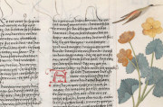 Ambras Book of Heroes, Vienna, Österreichische Nationalbibliothek, Cod. Ser. n. 2663 − Photo 8