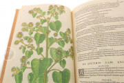 De Historia Stirpium by Leonhart Fuchs, Sansepolcro, Bibliotheca Antiqua di Aboca Museum − Photo 4