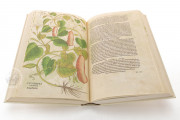 De Historia Stirpium by Leonhart Fuchs, Sansepolcro, Bibliotheca Antiqua di Aboca Museum − Photo 6