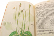 De Historia Stirpium by Leonhart Fuchs, Sansepolcro, Bibliotheca Antiqua di Aboca Museum − Photo 13