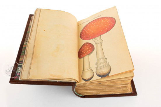 Book of Mushrooms, Private Collection − Photo 1