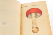 Book of Mushrooms, Private Collection − Photo 3