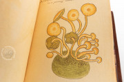 Book of Mushrooms, Private Collection − Photo 4