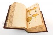 Book of Mushrooms, Private Collection − Photo 5