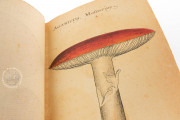 Book of Mushrooms, Private Collection − Photo 9