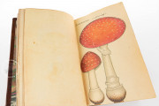 Book of Mushrooms, Private Collection − Photo 11