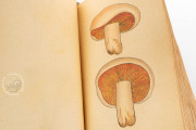 Book of Mushrooms, Private Collection − Photo 12