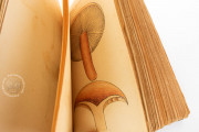 Book of Mushrooms, Private Collection − Photo 13