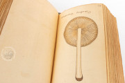 Book of Mushrooms, Private Collection − Photo 14