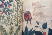 Latin Dioscorides, Vatican City, Biblioteca Apostolica Vaticana, MS Chig. F.VII.158 − Photo 12