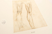 Corpus of the Anatomical Studies (Collection), Windsor, Royal Library at Windsor Castle − Photo 6