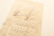 Corpus of the Anatomical Studies (Collection), Windsor, Royal Library at Windsor Castle − Photo 11