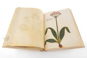 Natural history atlas of Philiph II - Pomar Codex, Valencia, Biblioteca Histórica de la Universidad de València − Photo 3