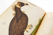 Natural history atlas of Philiph II - Pomar Codex, Valencia, Biblioteca Histórica de la Universidad de València − Photo 5