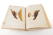 Natural history atlas of Philiph II - Pomar Codex, Valencia, Biblioteca Histórica de la Universidad de València − Photo 7