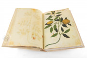 Natural history atlas of Philiph II - Pomar Codex, Valencia, Biblioteca Histórica de la Universidad de València − Photo 8