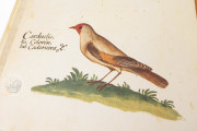 Natural history atlas of Philiph II - Pomar Codex, Valencia, Biblioteca Histórica de la Universidad de València − Photo 9