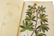 Natural history atlas of Philiph II - Pomar Codex, Valencia, Biblioteca Histórica de la Universidad de València − Photo 11