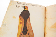 Natural history atlas of Philiph II - Pomar Codex, Valencia, Biblioteca Histórica de la Universidad de València − Photo 15
