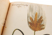 Natural history atlas of Philiph II - Pomar Codex, Valencia, Biblioteca Histórica de la Universidad de València − Photo 21