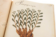 Natural history atlas of Philiph II - Pomar Codex, Valencia, Biblioteca Histórica de la Universidad de València − Photo 23