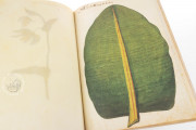 Natural history atlas of Philiph II - Pomar Codex, Valencia, Biblioteca Histórica de la Universidad de València − Photo 25