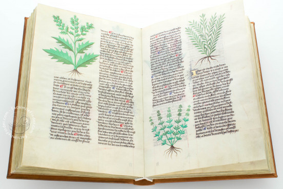 Herbolaire, Modena, Biblioteca Estense Universitaria, Est.28=α.M.5.9 − Photo 1
