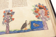 The Art of Falconry by Frederick II - De Arte Venandi Cum Avibus, Vatican City, Biblioteca Apostolica Vaticana, Pal. Lat. 1071 − Photo 8