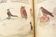 The Art of Falconry by Frederick II - De Arte Venandi Cum Avibus, Vatican City, Biblioteca Apostolica Vaticana, Pal. Lat. 1071 − Photo 27