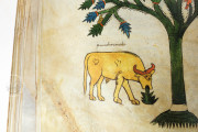 Beatus of Liébana - San Miguel de Escalada Codex, New York, The Morgan Library & Museum, MS M.644 − Photo 8