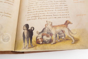 The Animal Book of Pier Candido, Vatican City, Biblioteca Apostolica Vaticana, Urb. lat. 276 − Photo 6