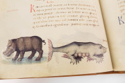 The Animal Book of Pier Candido, Vatican City, Biblioteca Apostolica Vaticana, Urb. lat. 276 − Photo 9