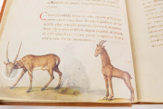 The Animal Book of Pier Candido, Vatican City, Biblioteca Apostolica Vaticana, Urb. lat. 276 − Photo 11