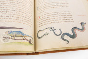 The Animal Book of Pier Candido, Vatican City, Biblioteca Apostolica Vaticana, Urb. lat. 276 − Photo 12