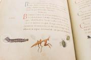 The Animal Book of Pier Candido, Vatican City, Biblioteca Apostolica Vaticana, Urb. lat. 276 − Photo 16