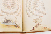 The Animal Book of Pier Candido, Vatican City, Biblioteca Apostolica Vaticana, Urb. lat. 276 − Photo 19