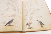 The Animal Book of Pier Candido, Vatican City, Biblioteca Apostolica Vaticana, Urb. lat. 276 − Photo 20