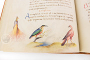 The Animal Book of Pier Candido, Vatican City, Biblioteca Apostolica Vaticana, Urb. lat. 276 − Photo 22
