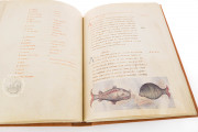 The Animal Book of Pier Candido, Vatican City, Biblioteca Apostolica Vaticana, Urb. lat. 276 − Photo 23
