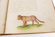 The Animal Book of Pier Candido, Vatican City, Biblioteca Apostolica Vaticana, Urb. lat. 276 − Photo 24