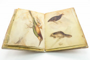 Sketch Book of Giovannino de Grassi, Ms. VII. 14 - Biblioteca Civica Angelo Mai (Bergamo, Italy) − photo 27