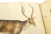Sketch Book of Giovannino de Grassi, Ms. VII. 14 - Biblioteca Civica Angelo Mai (Bergamo, Italy) − photo 28