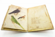 Sketch Book of Giovannino de Grassi, Ms. VII. 14 - Biblioteca Civica Angelo Mai (Bergamo, Italy) − photo 29
