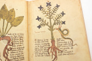 Herbarium of Trento, Trento, Castello del Buonconsiglio − Photo 3