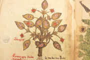 Herbarium of Trento, Trento, Castello del Buonconsiglio − Photo 4
