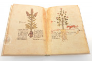 Herbarium of Trento, Trento, Castello del Buonconsiglio − Photo 6