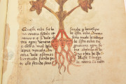 Herbarium of Trento, Trento, Castello del Buonconsiglio − Photo 7